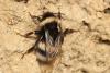 Bombus sp.